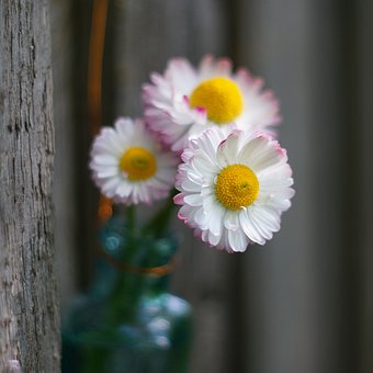 Flores, Flora, Naturaleza Muerta