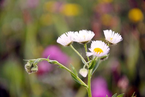 Flores, Insecto, Flor, Naturaleza