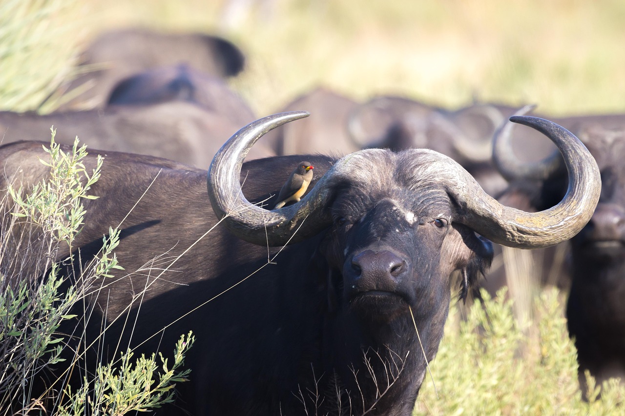 Buffalo - free online jigsaw puzzle photo