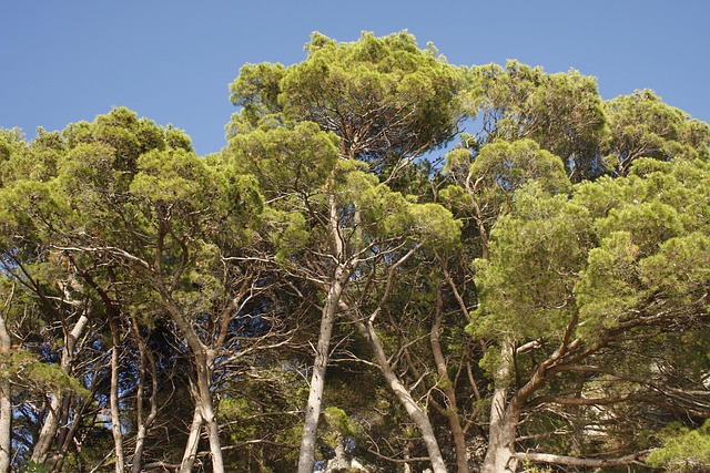 Free Trees Nature photo and picture