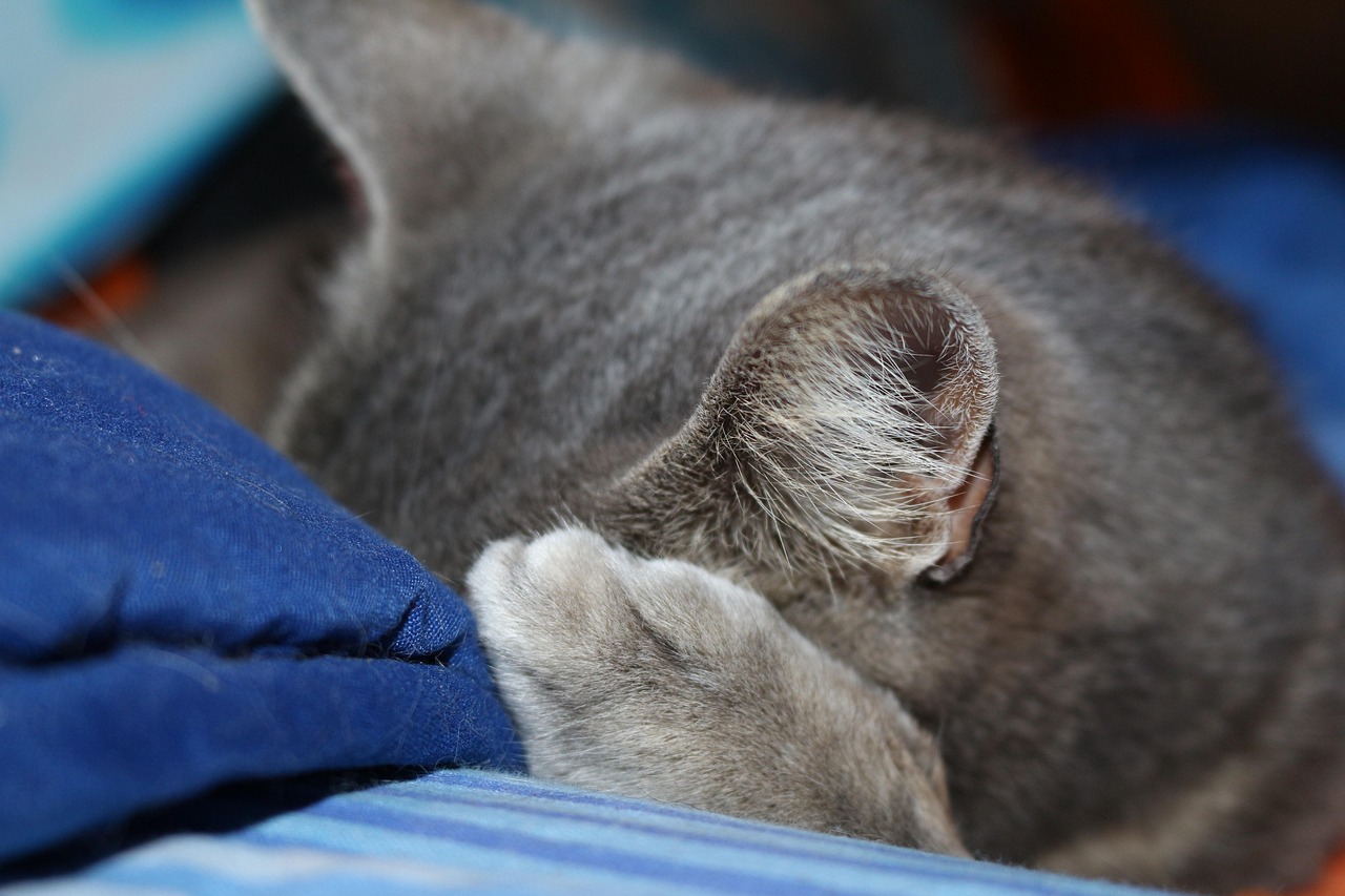 猫咪 灰色的 捉迷藏 - Pixabay上的免费照片 - Pixabay