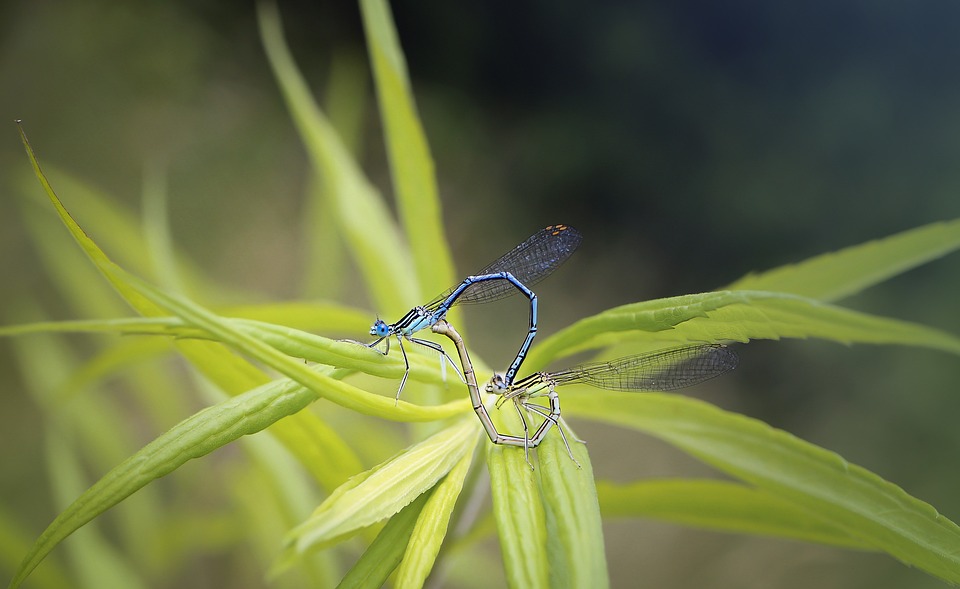 Insect Dragonfly Dragonflies - Free photo on Pixabay - Pixabay