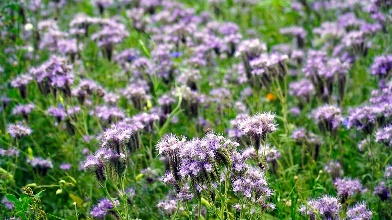Fleur Sauvage Le Printemps - Photo gratuite sur Pixabay - Pixabay
