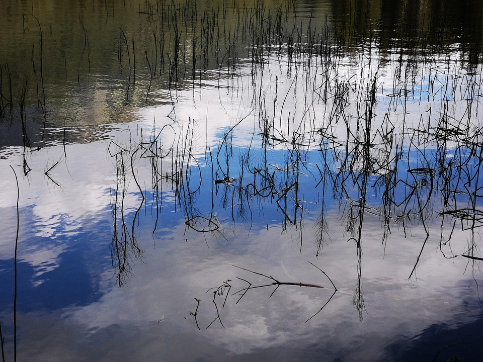 Reed Nature Landscape - Free photo on Pixabay - Pixabay