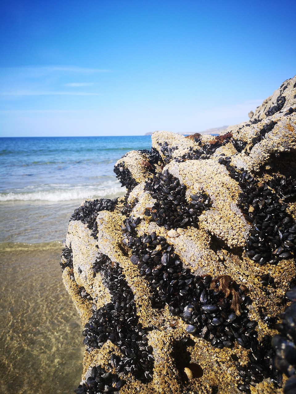 Download free HD stock image of Shells Ocean Free Shells Ocean photo and picture