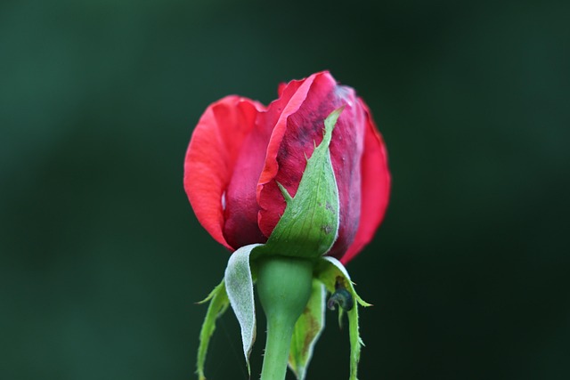 Free Red Rose Velvet Love Symbol photo and picture