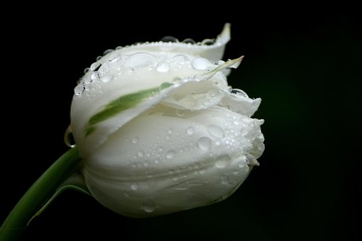 Free Tulip Water Drops photo and picture