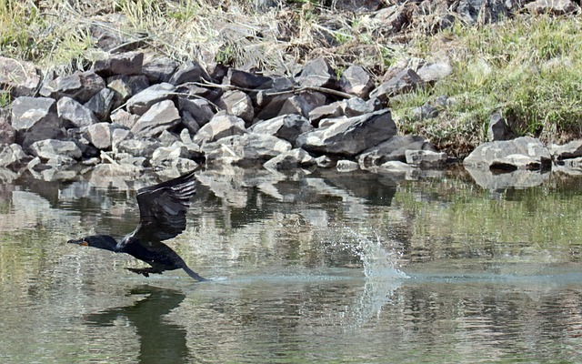 Free Double Crested photo and picture