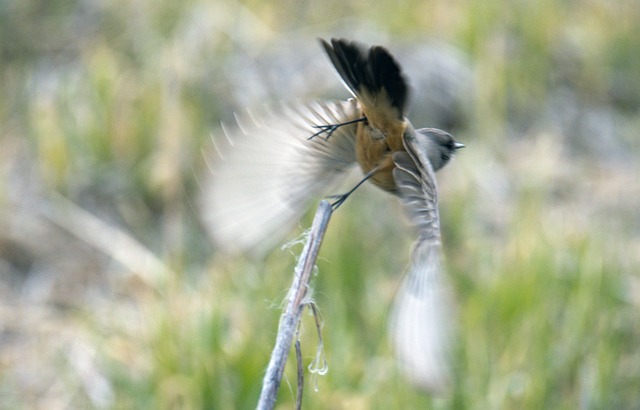 Free Say'S Phoebe photo and picture
