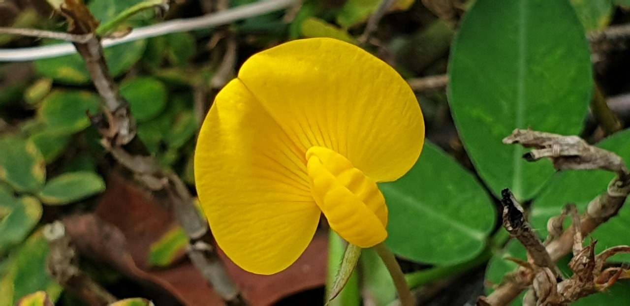Yellow Butterfly Type - Free photo on Pixabay - Pixabay