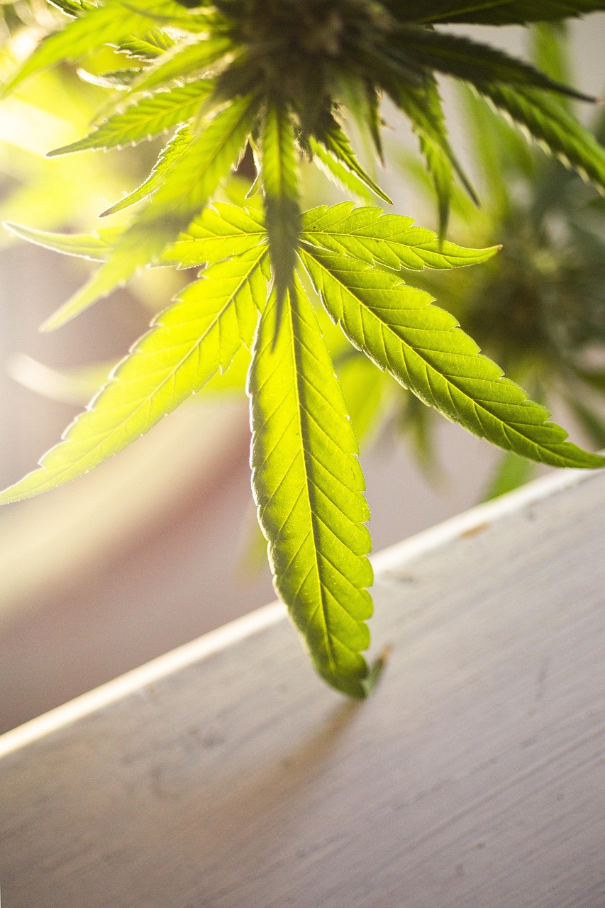 Free Marijuana Leaf Cannabis Leaf Weed Leaf photo and picture