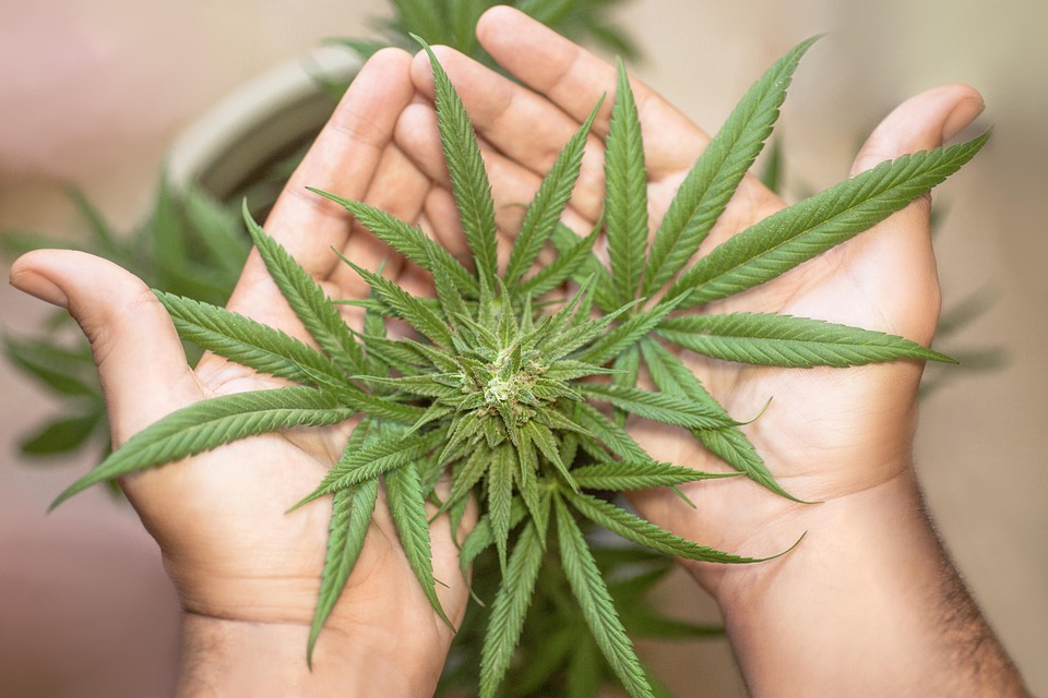 Cannabis-Anbau: Ein einfacher Leitfaden für Anfänger