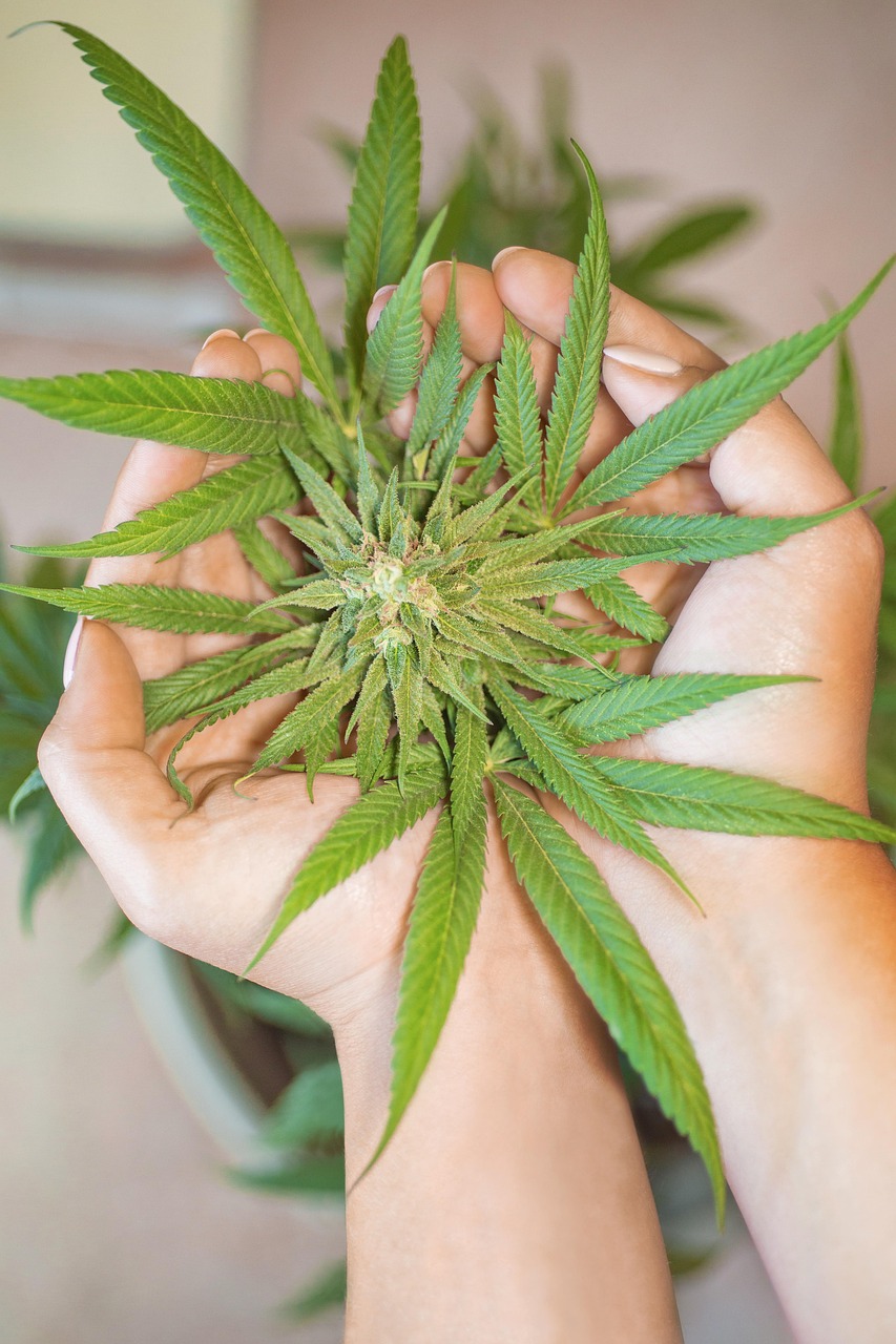 Marijuana Leaf Cannabis - Free photo on Pixabay