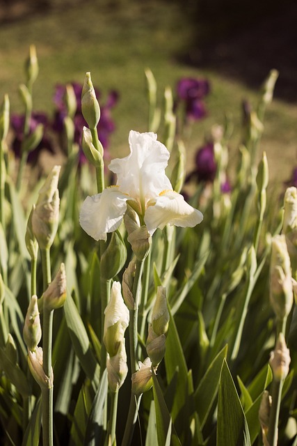Free Iris Flowers photo and picture