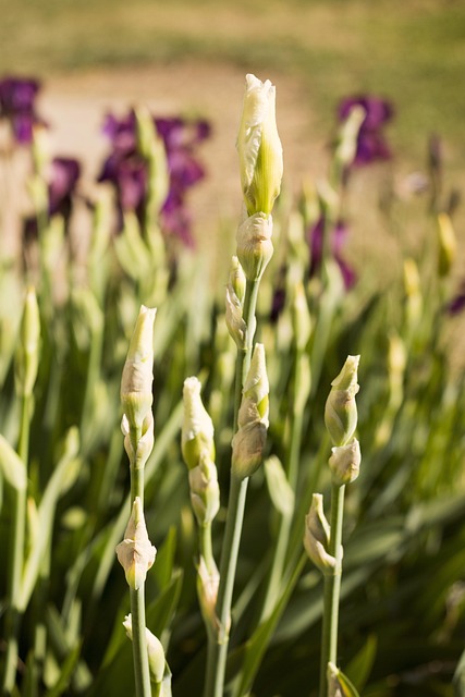 Free Iris Nature photo and picture