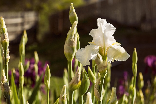 Free Iris Nature photo and picture
