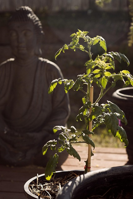 Free Tomato Buddha photo and picture