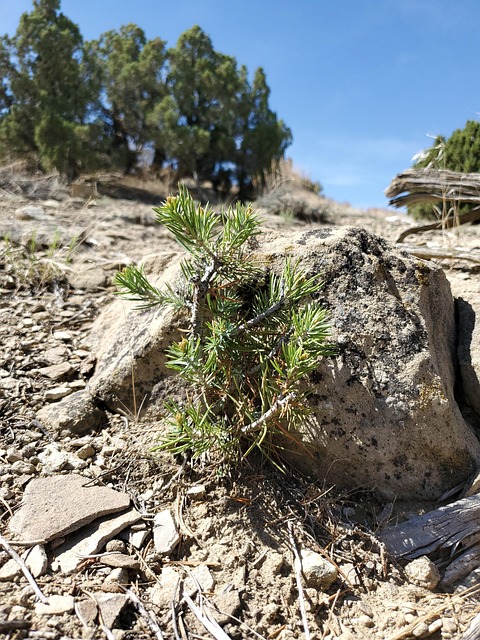 Free Plant Desert photo and picture