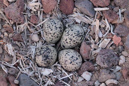 Free Killdeer Egg photo and picture