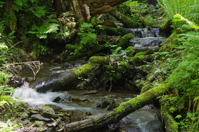 Free Stream Brook photo and picture