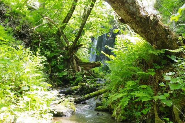 Free Stream Brook photo and picture