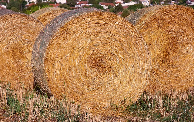 Где использовать кукурузную поленту