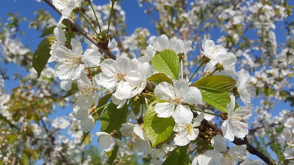 Free Blossom White photo and picture