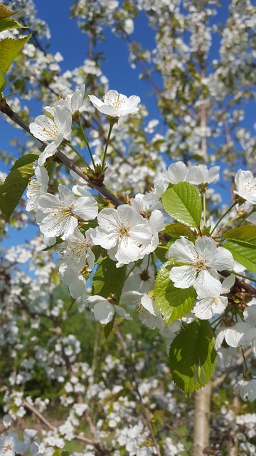 Free Blossom White photo and picture