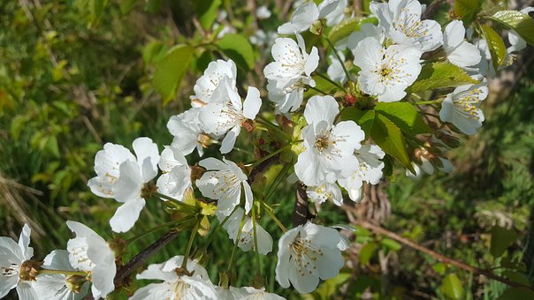 Free Blossom White photo and picture