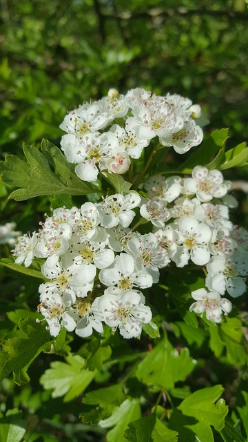Free Blossom White photo and picture