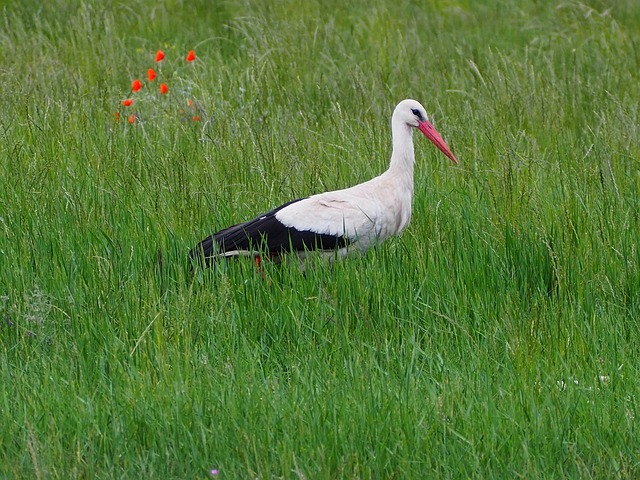 Free Stork White Stork photo and picture