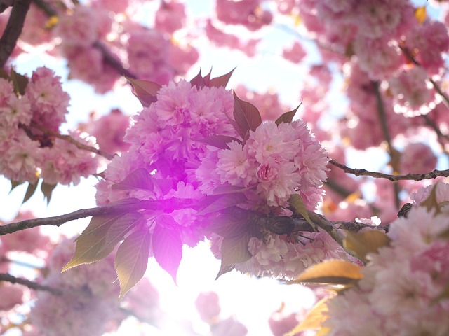 Free Cherry Blossom Blossom photo and picture