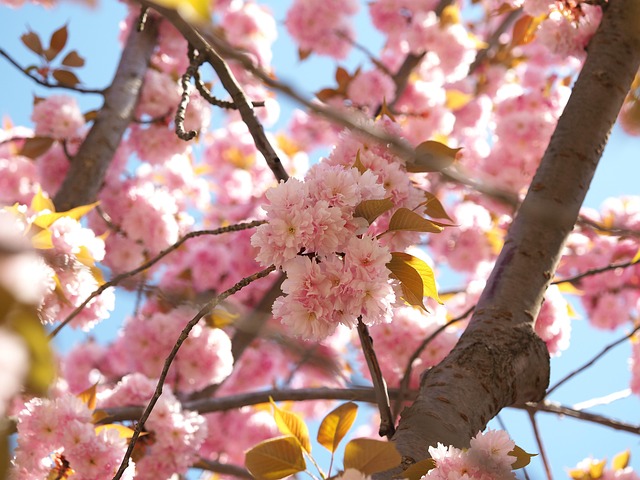 Free Cherry Blossom Blossom photo and picture