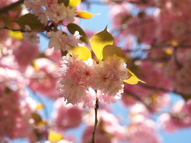 Free Cherry Blossom Blossom photo and picture