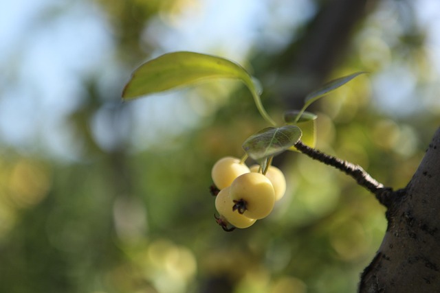 Free Begonia Fruit Beijing Botanical Garden photo and picture