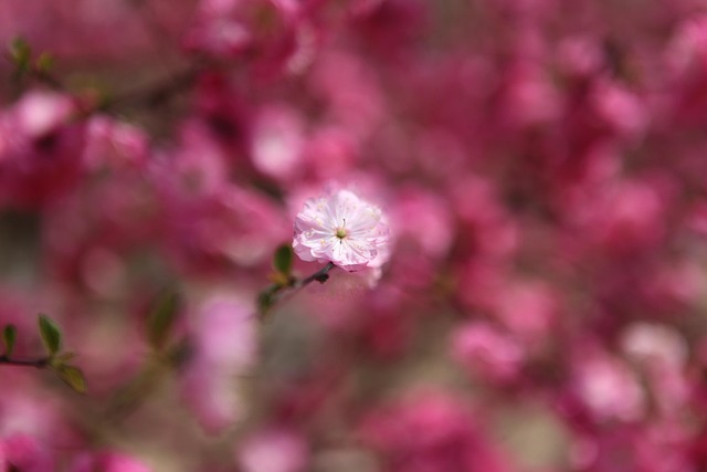 Free Plum Blossom Beijing photo and picture
