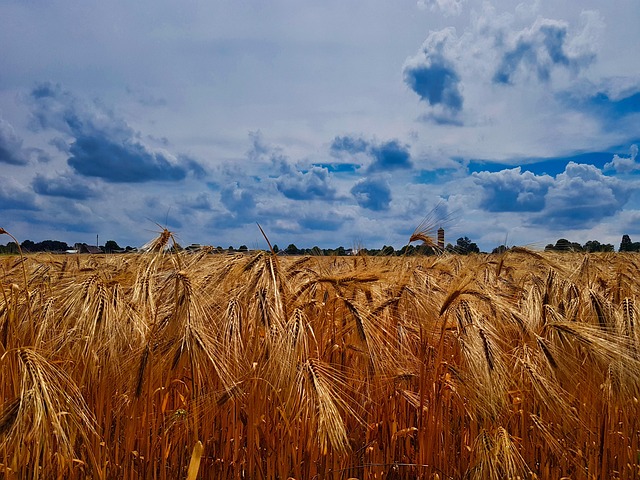 Free Grain Field Field photo and picture