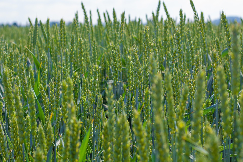 Wheat Rye Grain - Free photo on Pixabay