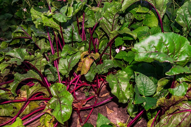Free Farm Agriculture photo and picture