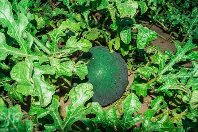Free Farm Agriculture photo and picture