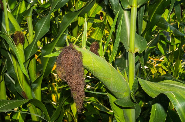Free Farm Agriculture photo and picture
