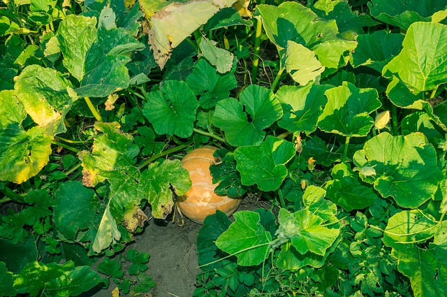 Free Farm Agriculture photo and picture