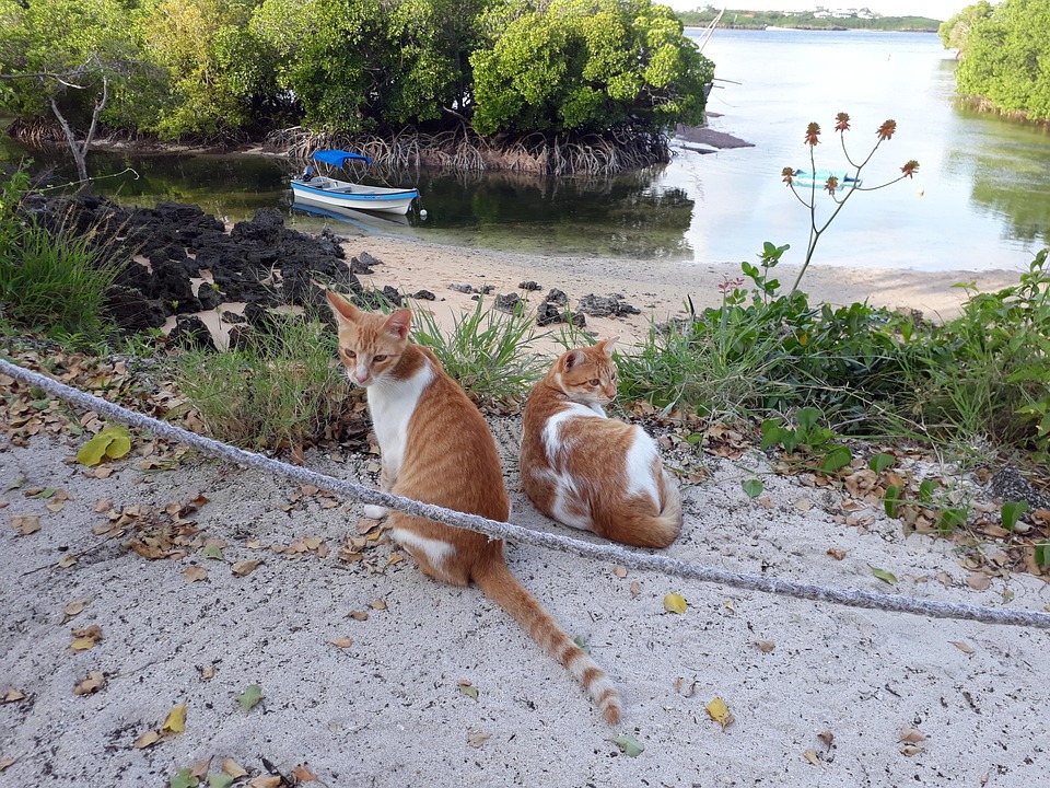 Cats' Eye View Water'S Edge Free photo on Pixabay Pixabay