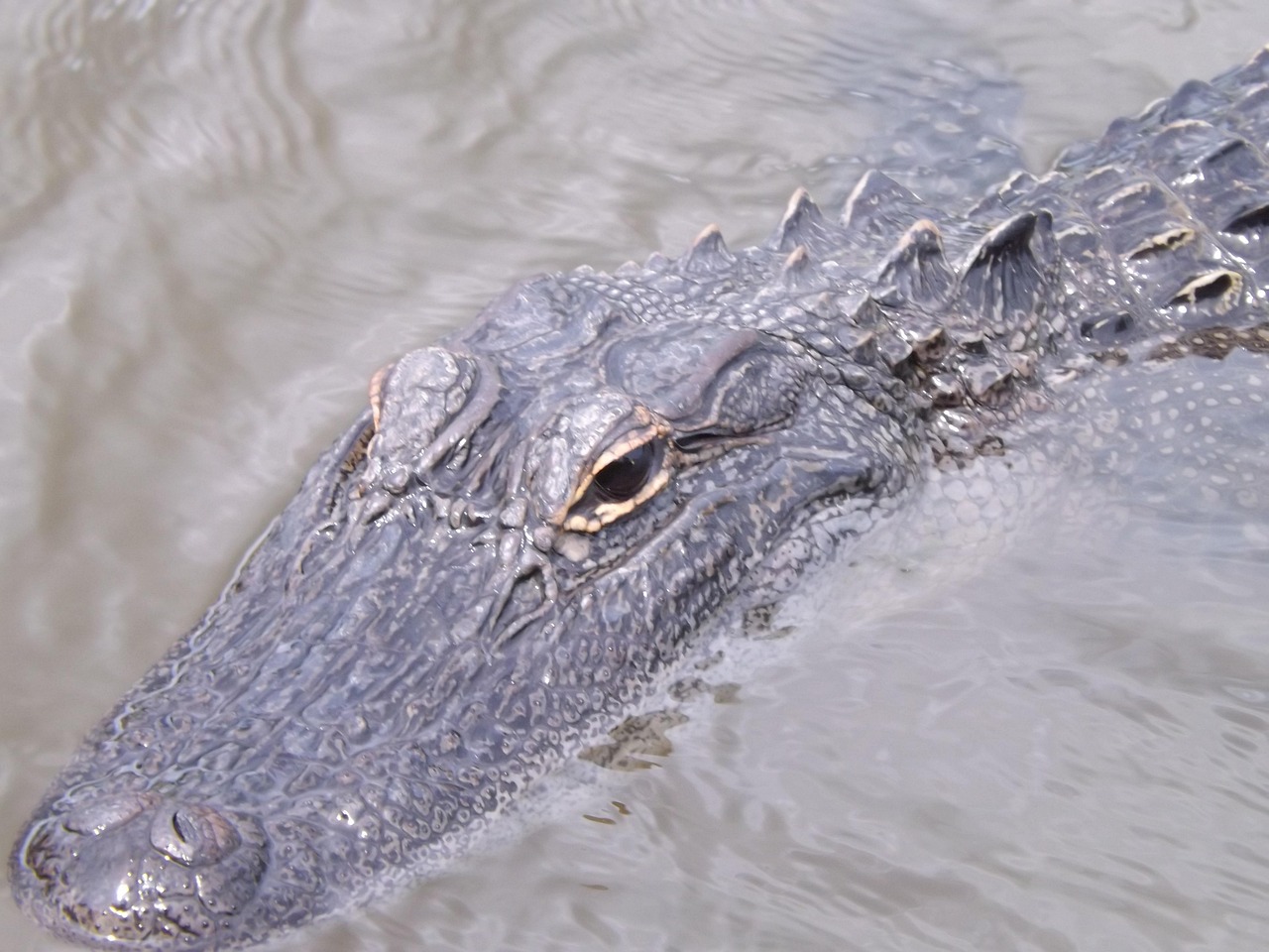 louisiana-alligator-alligator-kostenloses-foto-auf-pixabay-pixabay
