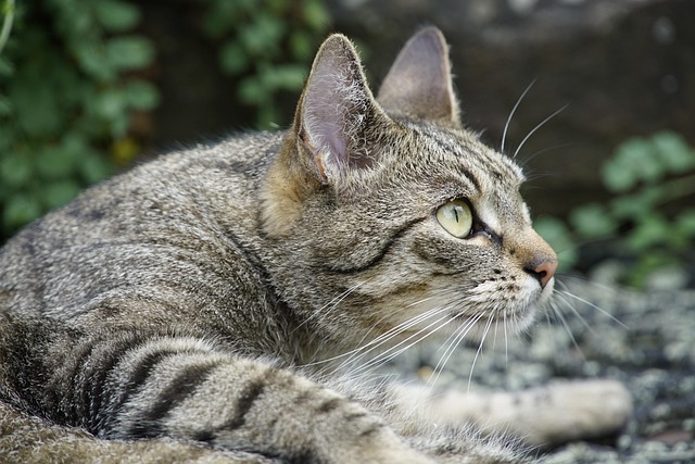 Free Cat Curious photo and picture