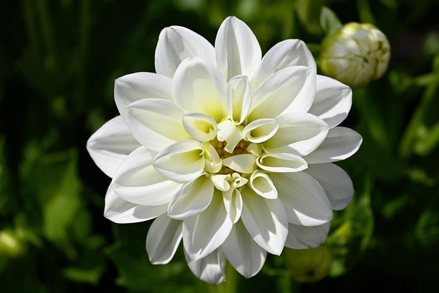 Free Dahlia Blossom photo and picture