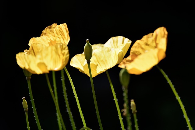 Free Yellow Poppy Blossom photo and picture