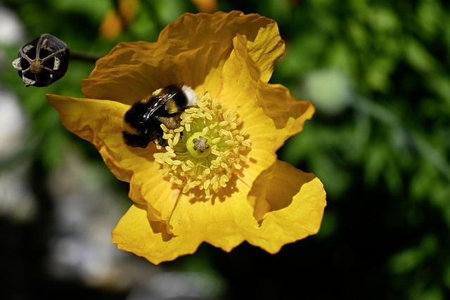 Free Yellow Poppy Bumblebee photo and picture