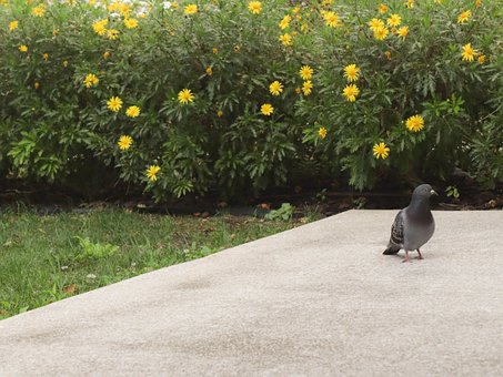 Free Pigeon Park photo and picture