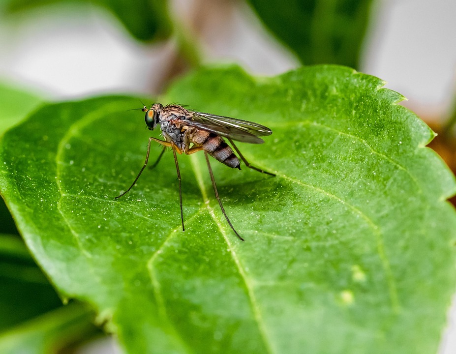 Mosquito, Insect, Sting, Leech, Mosquitoes, Malaria